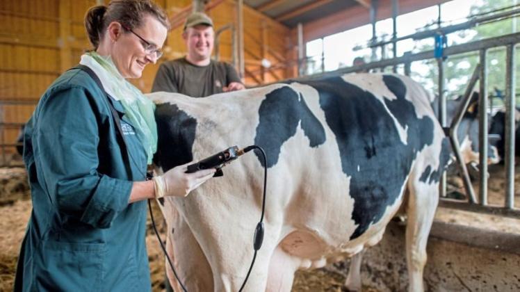 Die Zahl der Nutztierärzte in Deutschland sinkt. Viele Veterinäre entscheiden sich für eine Spezialisierung auf Haustiere. Dieser Trend bereitet Landwirten Sorge. Symbolfoto: dpa
