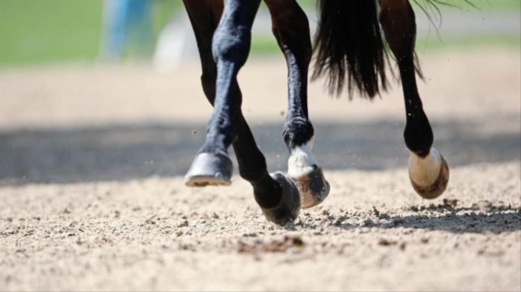 Der Pferdesportverband Weser-Ems hat zur Finalverstaltung „8er-Team“ nach Vechta eingeladen. 