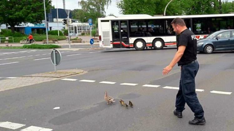 Polizeischutz: Oliver Mogge begleitete die Entenfamilie über die Bleiche in Meppen Richtung Ems. 