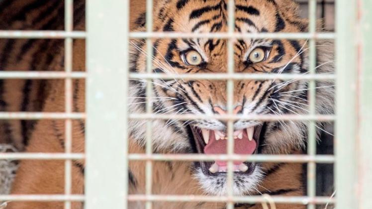 Der Sumatra-Tiger ist vom Aussterben bedroht. In freier Natur leben nur noch schätzungsweise 400 Exemplare. Der Zoo Osnabrück hofft, mit erfolgreicher Nachzucht einen Beitrag zur Erhaltung dieser Tierart leisten zu können. 
