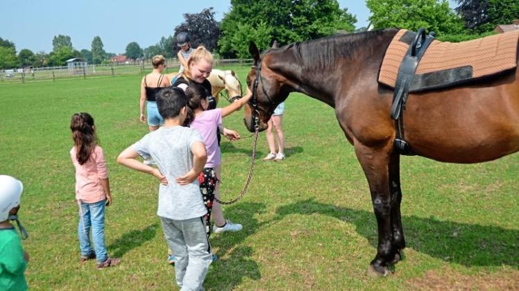Vorsichtig streichelten die Flüchtlingskinder die Pferde beim Reitausflug zum Reit- und Fahrverein Hesepe. 