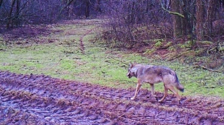War es ein Wolf, der in Merzen ein Kalb gerissen hat? Die Frage soll in den nächsten sechs bis acht Wochen geklärt werden. Das Foto zeigt einen Wolf in der Region bei Meppen, der am 5. März 2018 nach Sonnenaufgang in eine Fotofalle getappt. 