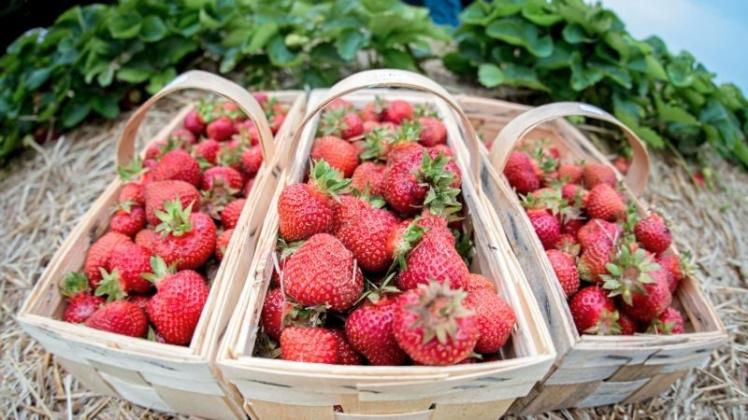 Durch die heißen Temperaturen in den vergangenen Wochen war das Erdbeer-Angebot schon zum Erntestart riesig. Das hat nicht jedem Anbauer in der Region Osnabrück geschmeckt. 