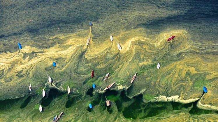 Wo‘s blüht, da staubt‘s. Auf dem Starnberger See zeichnete der Blütenstaub vor drei Jahren ein skurriles Gemälde um die Segelboote. 