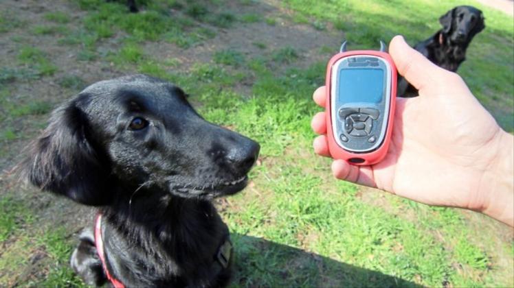 Seit drei Jahren ist Retriever-Hündin Frieda ein Diabetes-Anzeigehund. 