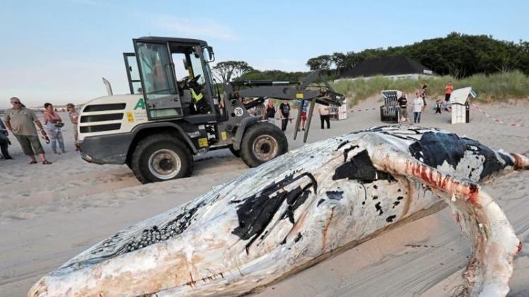 Ein Wal-Kadaver wird an den Ostseestrand geschleppt und geborgen. 