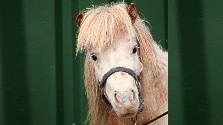 Das Veterinäramt des Landkreis Oldenburg sucht ab sofort für 19 Pferde und Ponys aus einem Tierschutzfall neue Besitzer. 