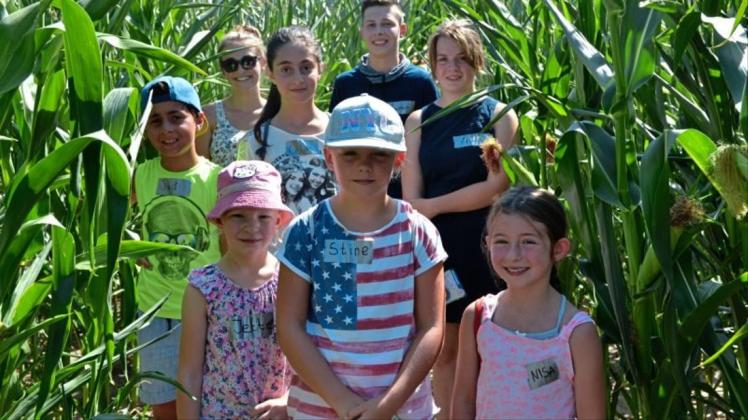 Bei der Ferienpassaktion am Dienstag konnten die Kinder das Maislabyrinth in Elmeloh schon einen Tag vor der offiziellen Eröffnung erkunden. 