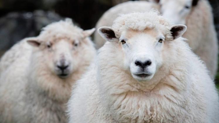 Der Schafstag findet am Sonntag, 10. Juni 2018, von 10 bis 17 Uhr am Tuchmacher-Museum statt. 
