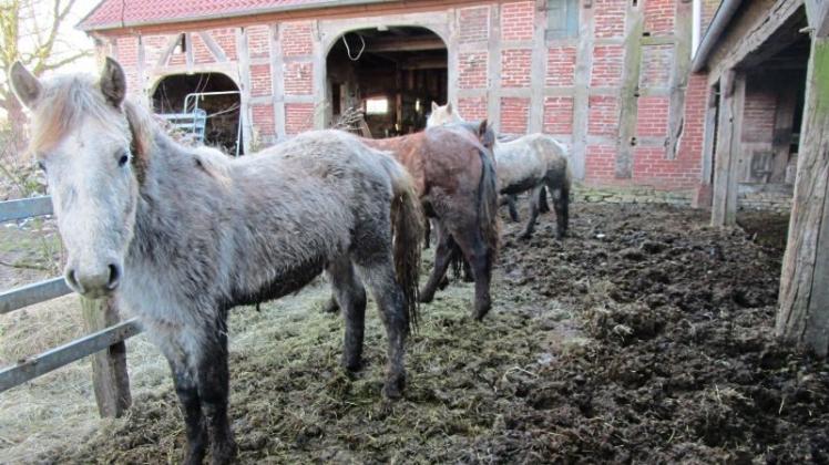 Weil ein Tierhalter aus Ostercappeln seine Pferde hat verwahrlosen lassen, hat der Veterinärdienst diese anderweitig untergebracht. 