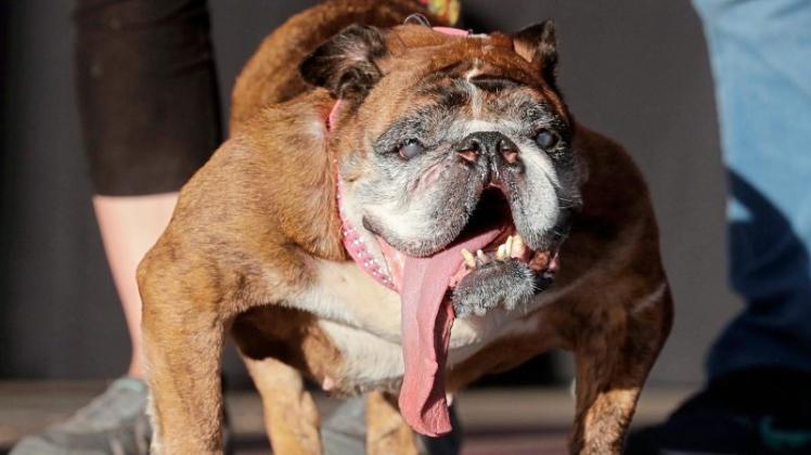 „Zsa Zsa“, eine neun Jahre alte Englische Bulldogge, ist zum hässlichsten Hund der Welt gekürt worden. 