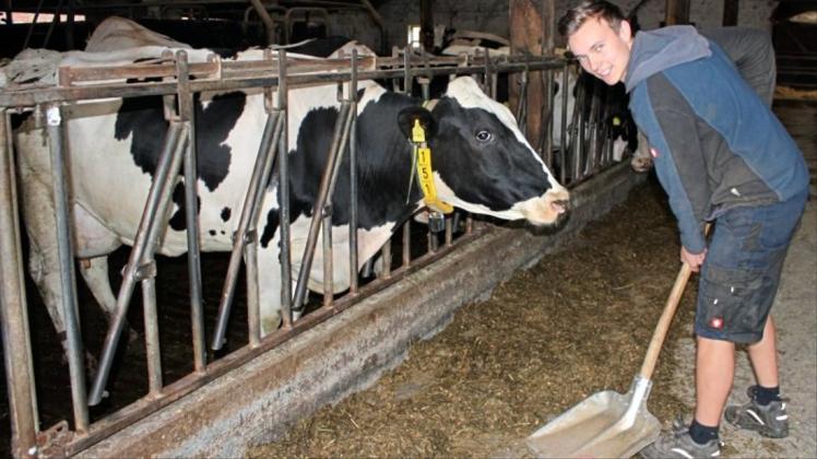 Blick in den Stall: Kühe füttern gehört für den Auszubildenden zu den Standardaufgaben. 