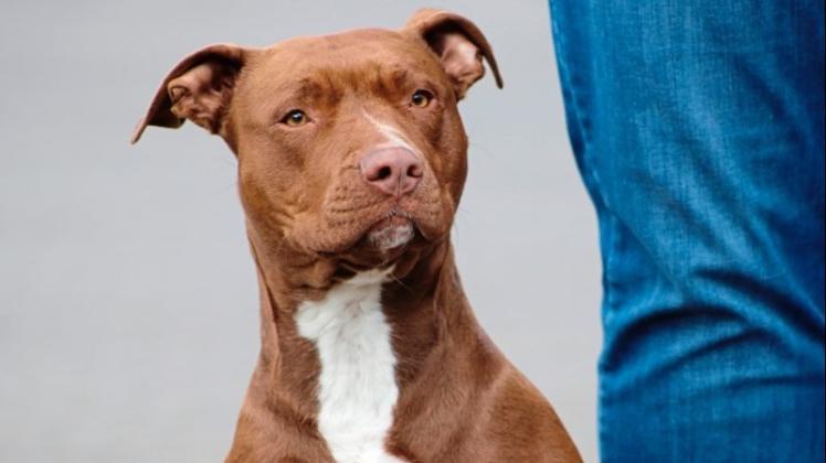 Für American Staffordshire Terrier wie „Kiwi“ müssen Hundehalter in Delmenhorst viermal so viel Steuern zahlen wie für andere Rassen. Auch Pitbull Terrier, Staffordshire Bullterrier und Bullterrier fallen unter die kommunale Rasseliste. 