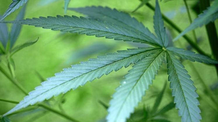 Einen prächtigen Cannabis-Garten baute ein junger Bremer offenbar in Delmenhost auf. Symbolfoto: dpa