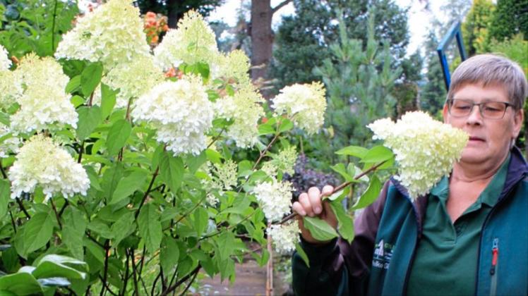 Damit Hortensien und andere Blumen trotz der Trockenheit so schön blühen, müssen Meike Gillerke und ihr Mann Bernd momentan Sonderschichten einlegen. 