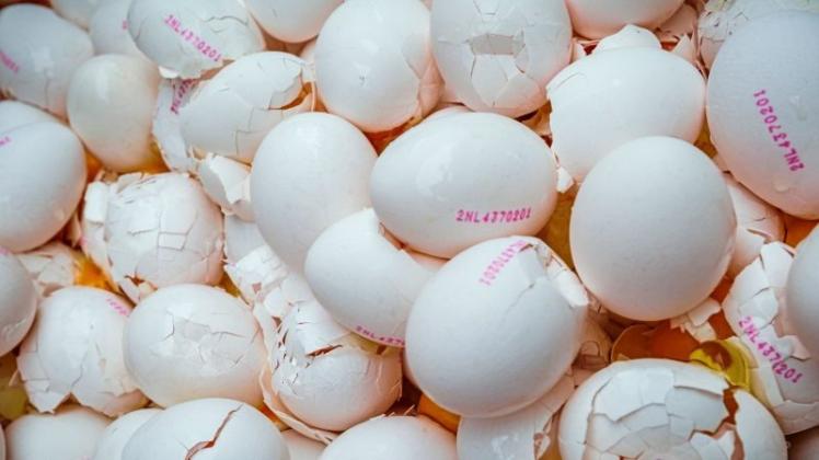 Vernichtete Eier in den Niederlanden. 