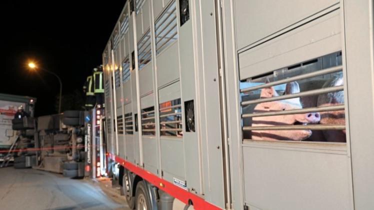 Im Wallenhorster Ortsteil Hollage ist am Montagabend ein Lkw mit Anhänger und rund 90 Schweinen an Bord umgekippt. 23 wurden getötet. 