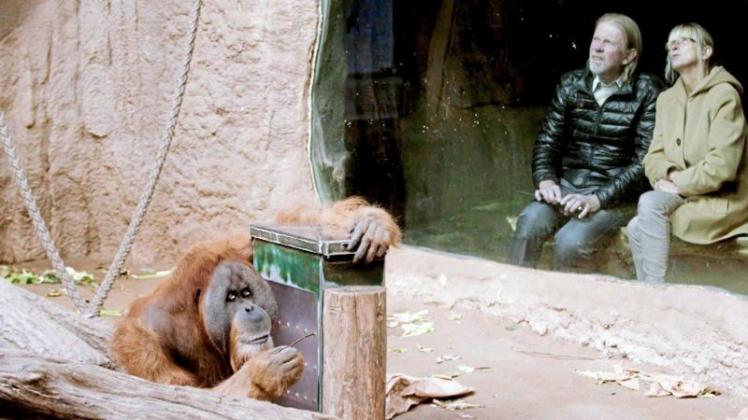 Die Evolution hat Mensch und Orang-Utan aus gemeinsamen Vorfahren entstehen lassen. Geht die Entwicklung noch weiter? 