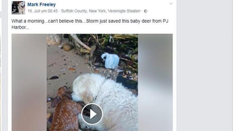 Ein Video von einem Hund, der ein Rehkitz vor dem Ertrinken rettet, erobert das Internet. Screenshot: NOZ/Facebook/Mark Freeley