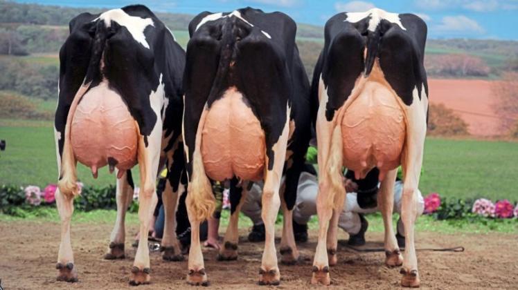 Weiden oder Wohnen – wem gebührt der Zuschlag? Landwirt Ingo Wachtendorf sieht seinen Milchviehbetrieb in Hude hinterm Reiherholz schon an die Wand gedrückt. Symbolfoto: Carmen Jaspersen/dpa