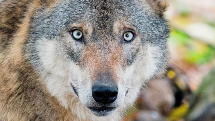 Von diesem Wolf geht keine Gefahr für Weidetiere aus. Er lebt in einem Gehege. 