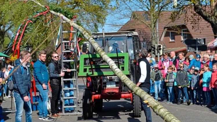 Zahlreiche neugierige Zuschauer verfolgen bei Menkens in Hoykenkamp, wie der Maibaum aufgerichtet wird. 
