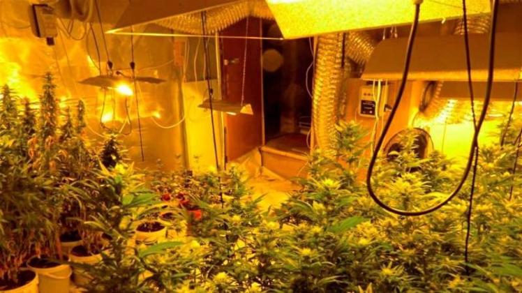 Eine Cannabis-Indoorplantage. Symbolfoto: Zollfahndungsamt Frankfurt/dpa