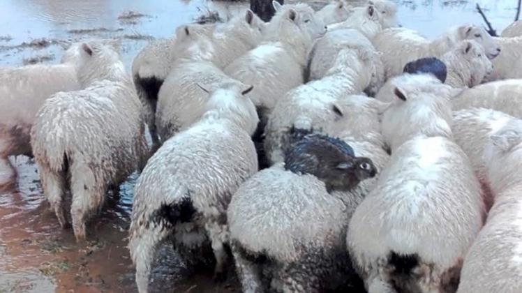 Tiere helfen sich aus: Ein Landwirt in Dunedin (Neuseeland) entdeckte Hasen, die auf auf dem Rücken von Schafen sitzen, um sich vor dem Hochwasser zu schützen. 