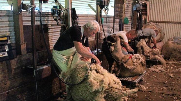 Schafschur In Nemden Scherkolonne Aus Gotha Bei Schäfer Josef Noz