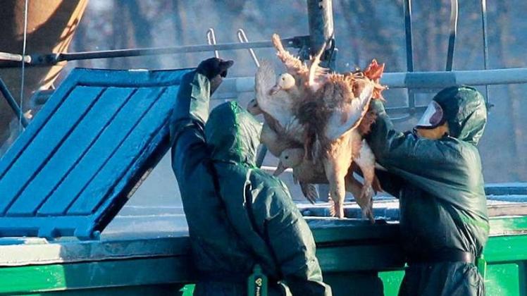In weiten Teilen Europas grassiert die Vogelgrippe: Hier werden Enten in Frankreich in einen Behälter geworfen, in dem sie vergast werden. 