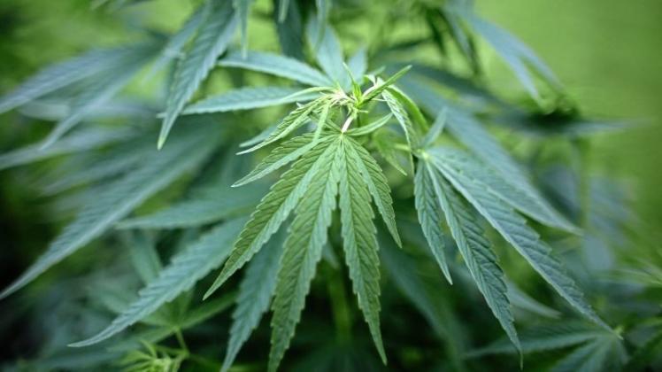 Für wissenschaftliche Zwecke möchte die Stadt Münster ein Jahr lang kostenlos Cannabis an 100 Münsteraner verteilen. 