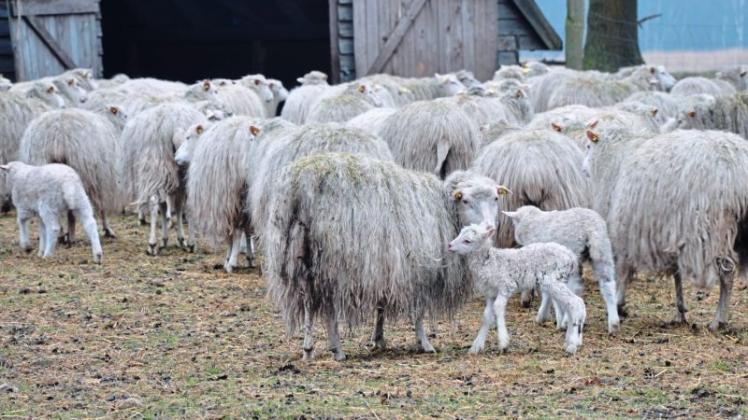 Die Herde Moorschnucken in Vrees soll für den Naturschutz in der Bockholter Dose vergrößert werden. 