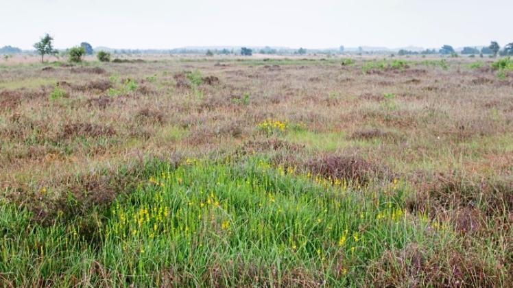 Lebendes Hochmoor ist das Ziel: So wie hier im Bargerveen soll es einst auf den wiedervernässten Flächen des Naturparkes Moor aussehen. 