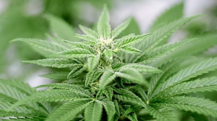 Eine Cannabis-Pflanze. 
