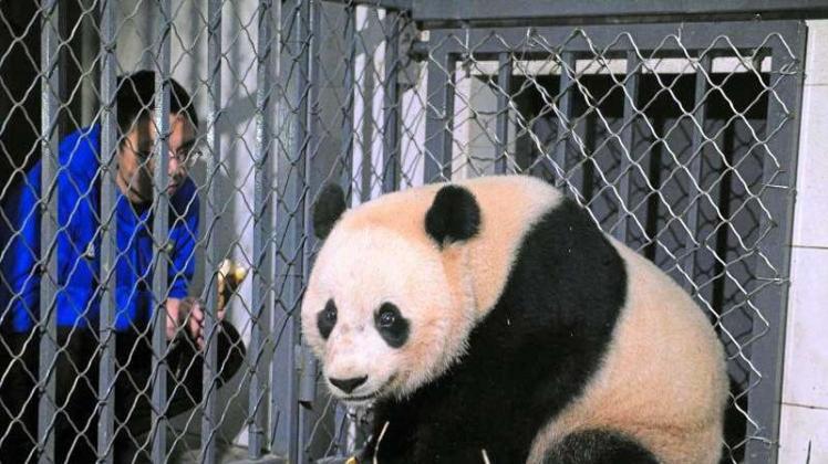 Riesenpanda-Dame Bao Bao im Zentrum zur Forschung für Pandazucht im chinesischen Chengdu. 