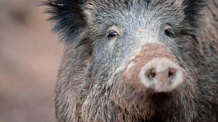 Vermehrt im Visier der Jäger: Das Wildschwein. Symbolfoto: dpa Vermehrt im Visier der Jäger: Das Wildschwein. Symbolfoto: dpa