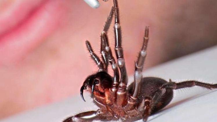 Eine Trichternetz-Spinne (Atrax robustus) wird zum Melken auf einen Tisch gelegt. 