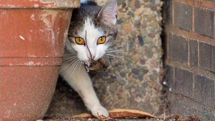 Freilebende Katzen werden zum Problem in Melle. Tierschützer, Jäger und einige Politiker in Melle fordern nun eine Kastrationspflicht für frei lebende Katzen. 