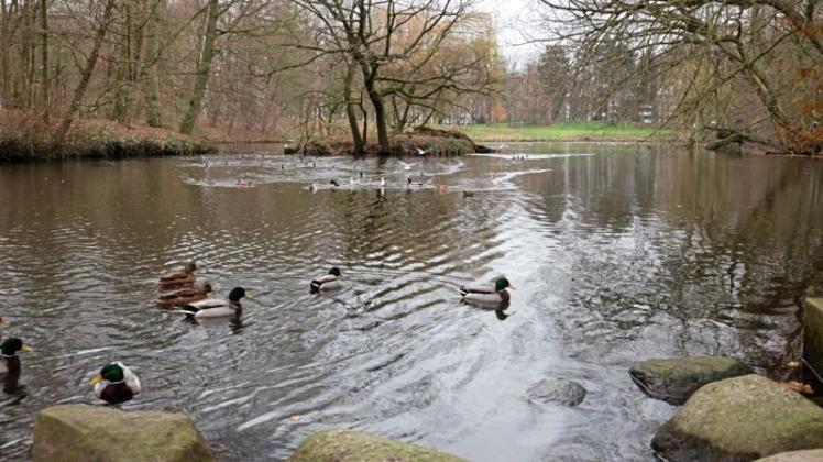 Grüne Lunge Wollepark: Die Stadt will den verwilderten Landschaftsgarten samt See wieder erleb- und nutzbar machen. 