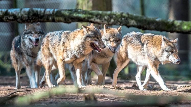 Sorgen Tierhalter in Delmenhorst und im Oldenburger Land: Wölfe. Laut Kreislandvolk breiten diese sich stark in Niedersachsen aus und reißen vermehrt Nutztiere. 