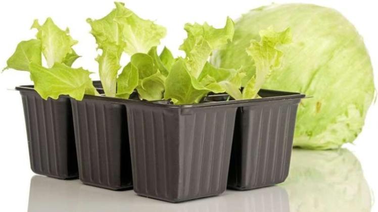 Eisberg-Salat ist in Großbritannien Mangelware. Supermarktketten rationieren deshalb ihre Ware. Jeder Kunde dürfe maximal drei Köpfe Eisberg-Salat kaufen, heißt es. Foto:Imago/ Blickwinkel