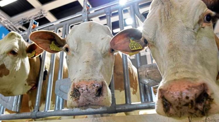 Unbekannte Ganoven haben aus einem Stall in Heinbockel im Landkreis Stade 15 Milchkühe gestohlen. Symbolfoto: dpa