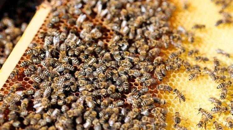 Acht Bienenvölker sind laut Polizei in der vergangenen Woche in Hoogstede gestohlen worden. 