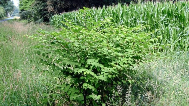 35+ Knöterich Im Garten, Die wildpflanze wächst sowohl auf äckern