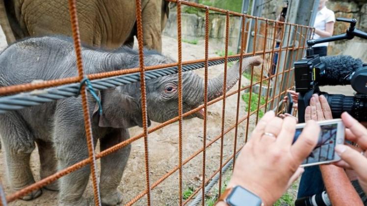 Medienstar: Der kleine Minh-Tan beschnuppert die Fotografen am Zaun des Elefantengeheges. 