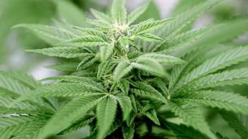 Für die Legalisierung von Cannabis und bengalischen Feuern hat sich die Osnabrücker Junge Union auf dem Niedersachsentag am vergangenen Wochenende eingesetzt. 