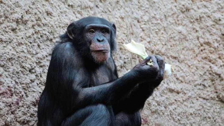 Schimpansenweibchen Panja lebt ab sofort in dem französischen Tierpark „La Vallée des Singes“ und gründet dort zusammen mit einem weiteren Weibchen und vier Männchen eine neue Zuchtgruppe. 