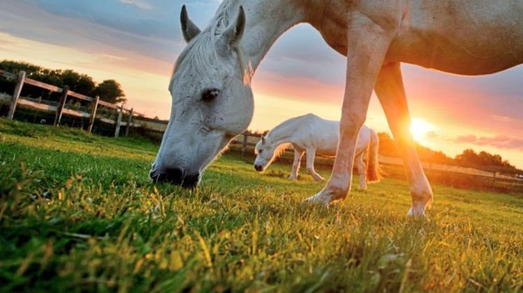 In Tangstedt, in Schleswig-Holstein, ist im Juni beschlossen worden, eine Pferdesteuer einzuführen. Müssen Pferdehalter im Emsland mit einer Abgabe rechnen? Symbolfoto: dpa