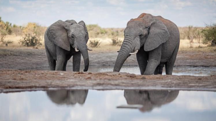 Afrikanische Safari Landschaftsmalerei