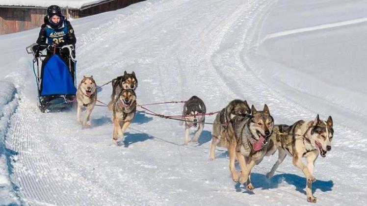 Starkes Team: Mirjam Seidl-Meyerrose mit ihren Sibirian Huskies beim EM-Pflichtrennen in Maria Alm, das sie gewannen.. 